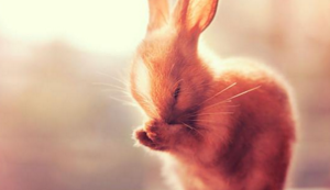 勒沃库森赢得关键战役，气势如虹